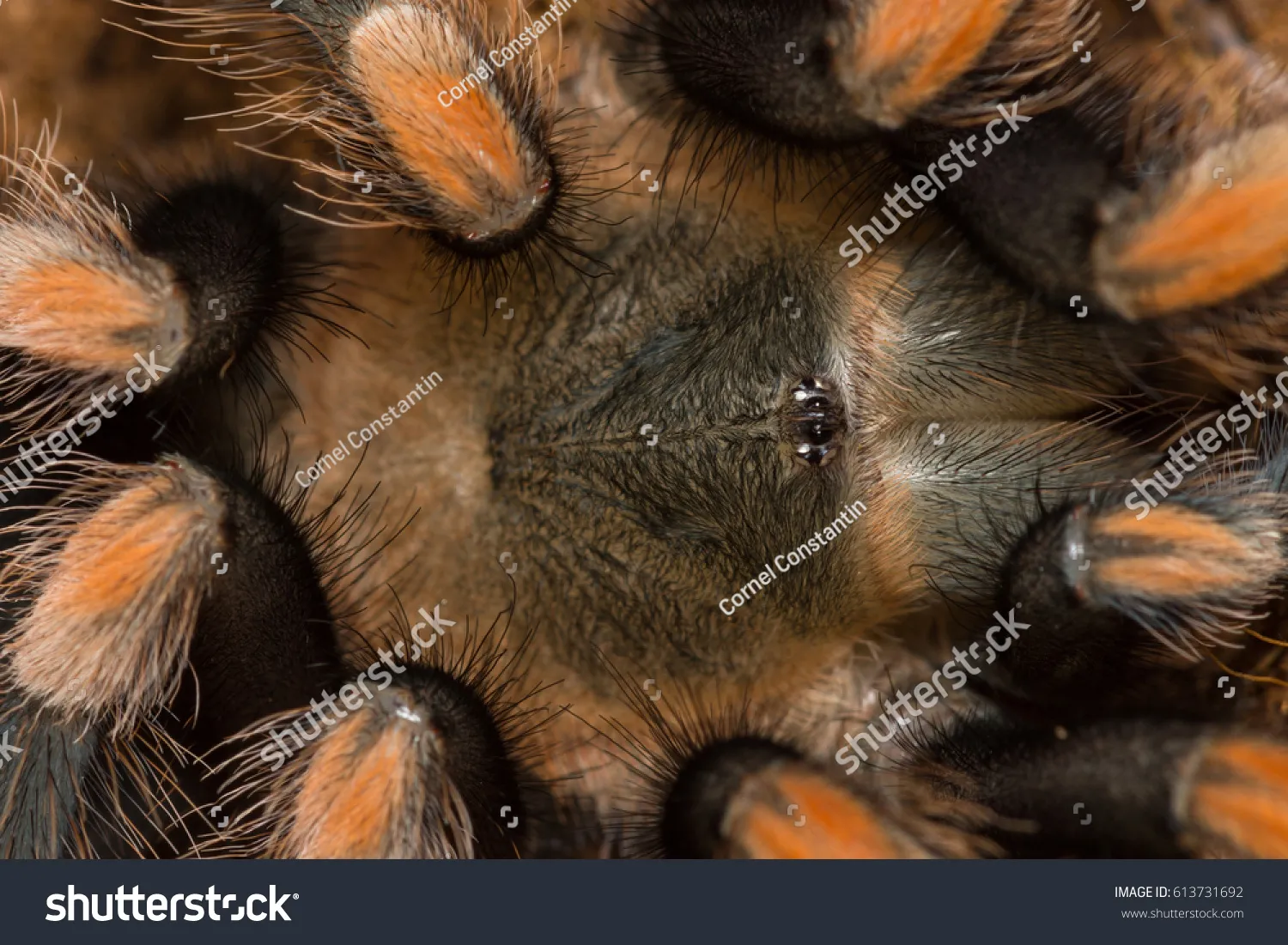 15737 safe tarantula enclosure