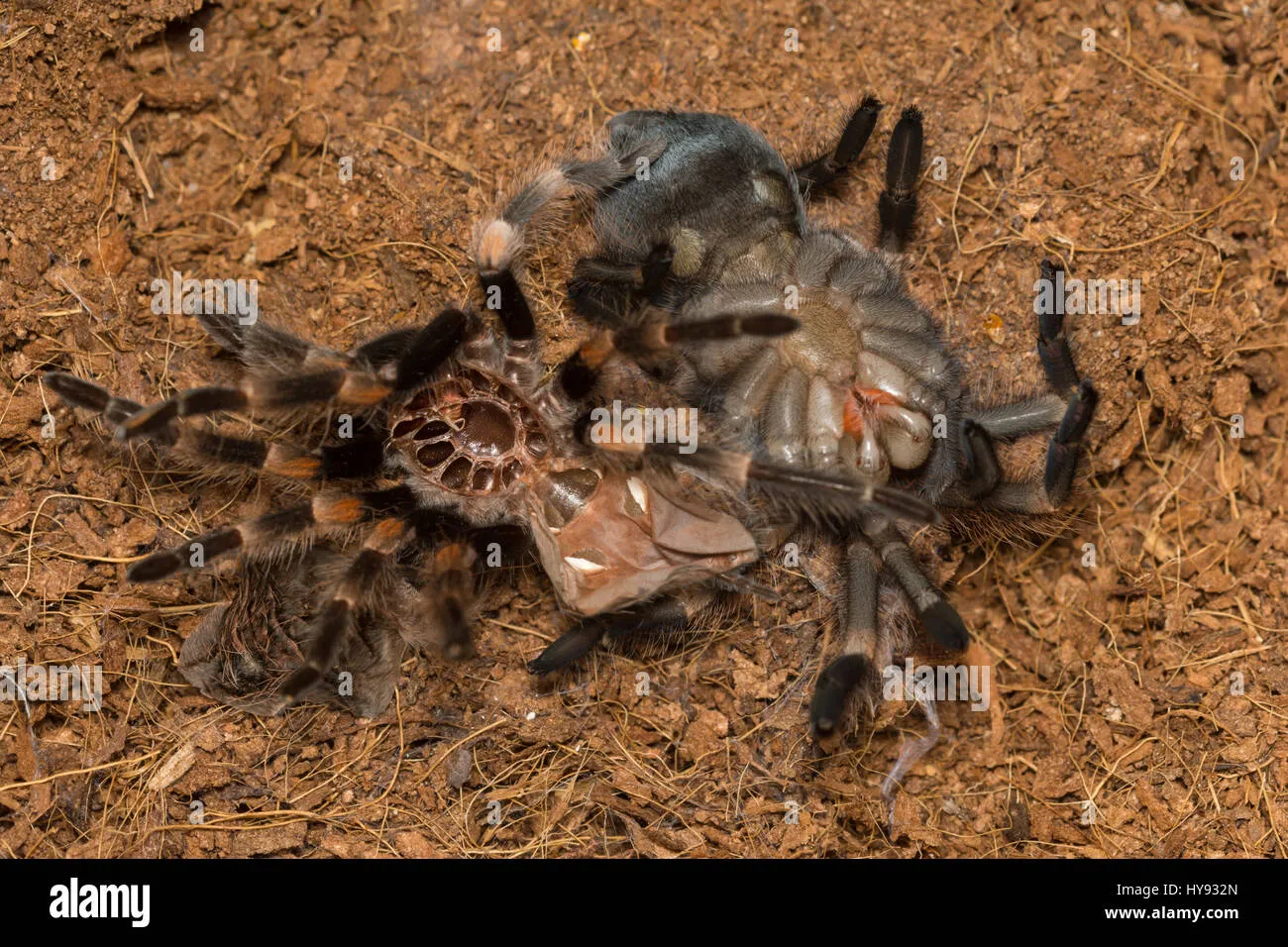 /img/15737-stuck-tarantula-molt.webp