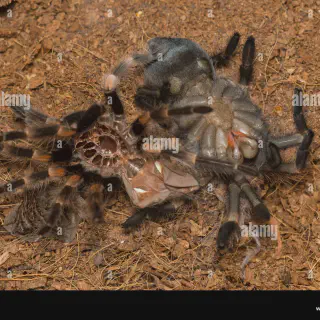 /img/15737-stuck-tarantula-molt.webp