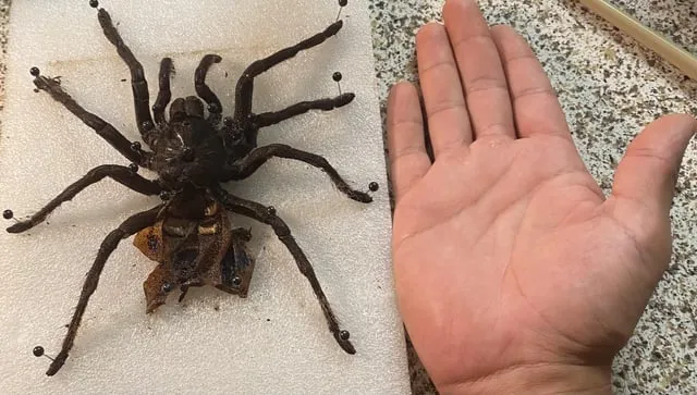 15737 tarantula molting process