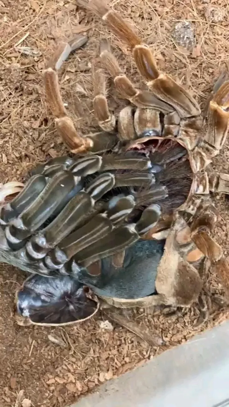 15737 tarantula shedding