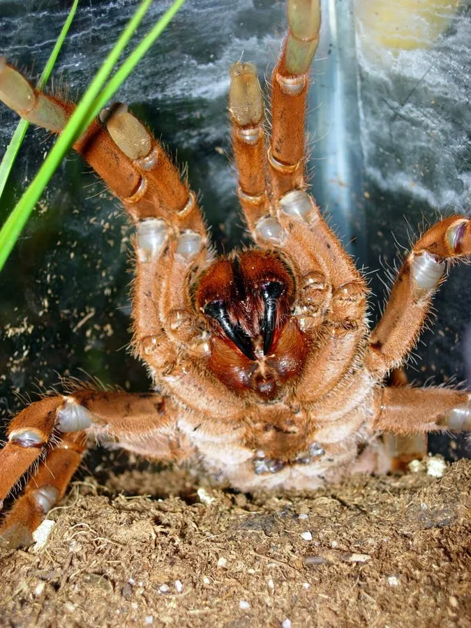 /img/15738-king-tarantula-strain-breeding.webp