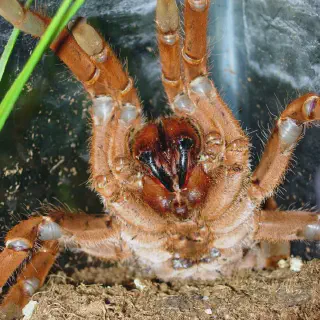 /img/15738-king-tarantula-strain-breeding.webp