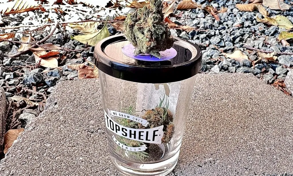 15738 king tarantula strain feeding