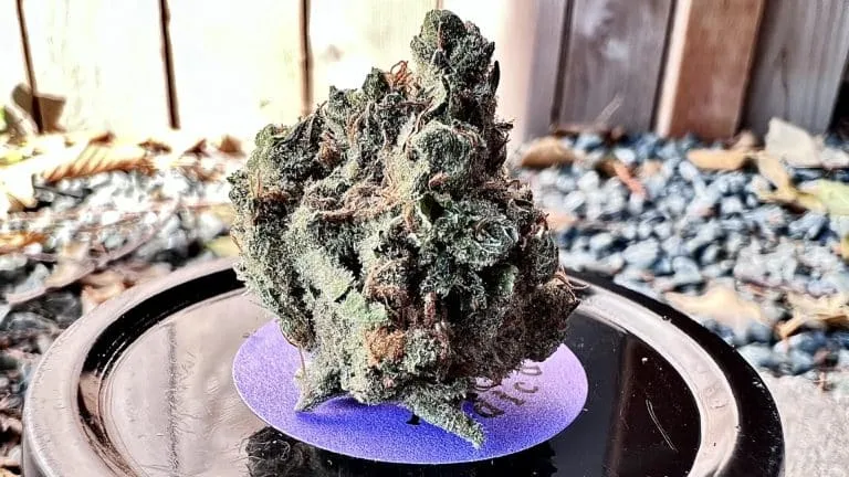 15738 king tarantula strain habitat