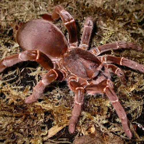 15738 king tarantula strain handling