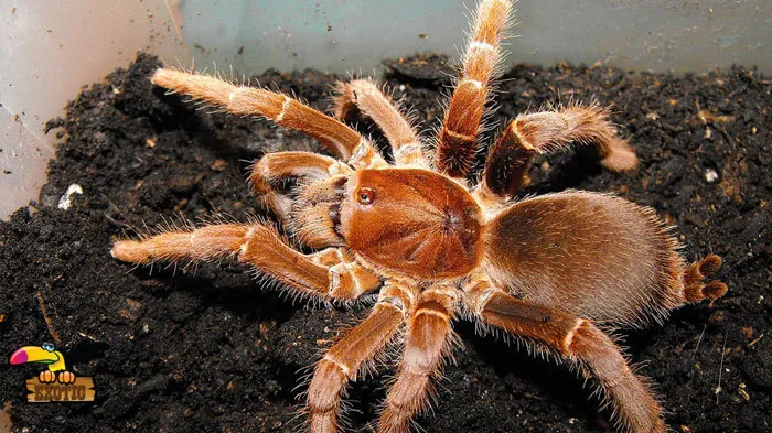 15738 king tarantula strain health