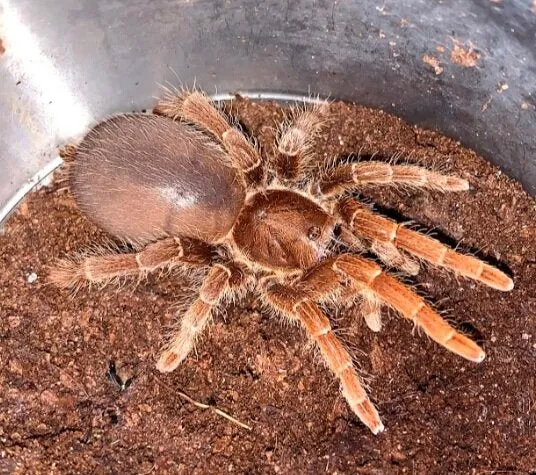 15738 king tarantula strain origin