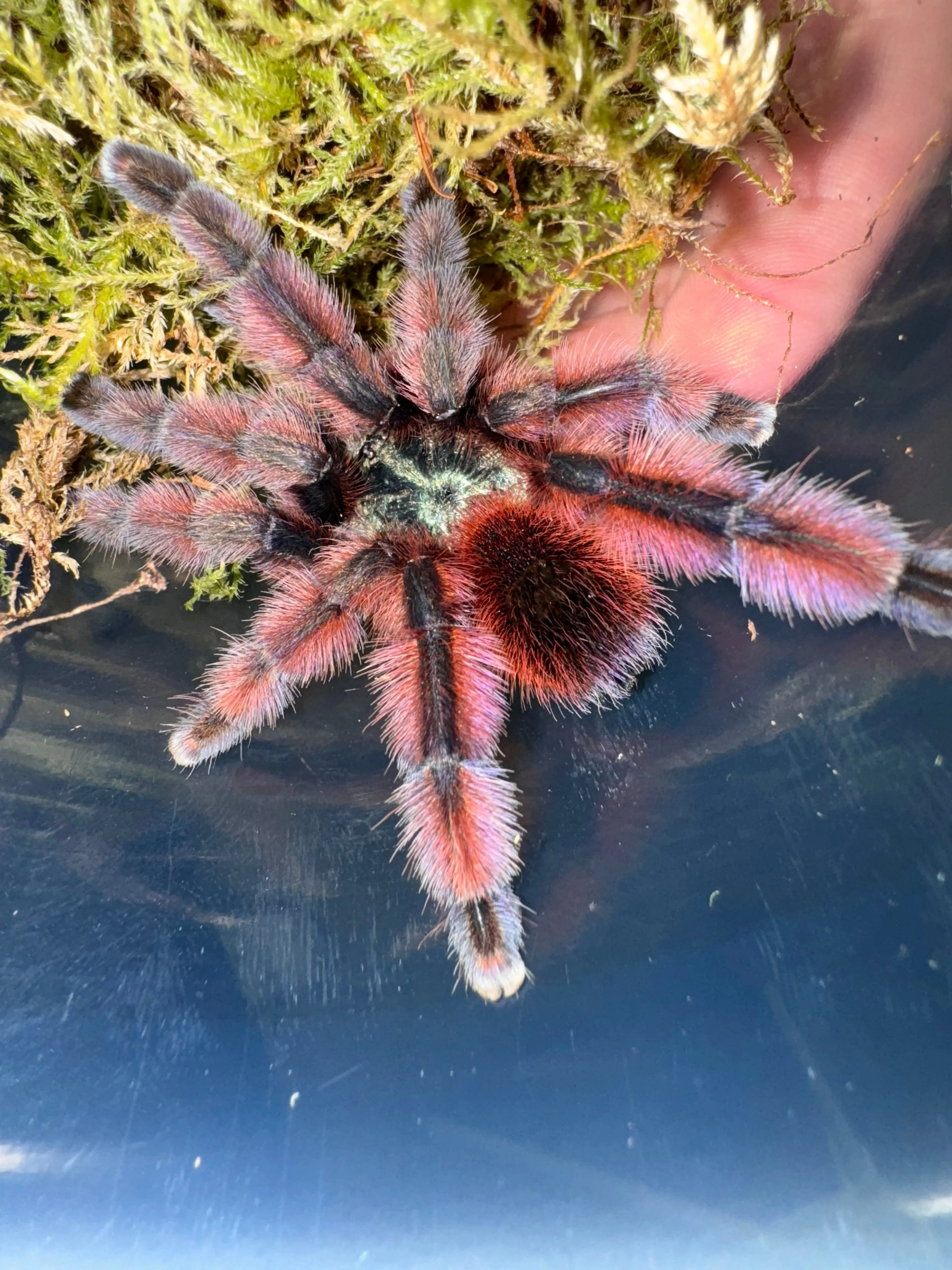 15739 pink toe tarantula handling