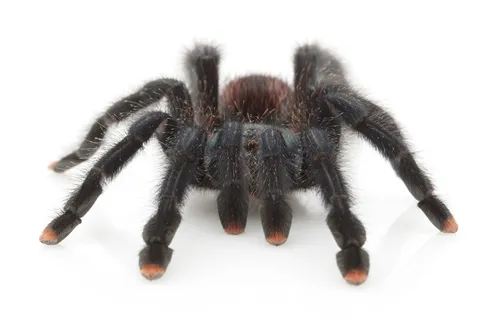 15739 pink toe tarantula molting