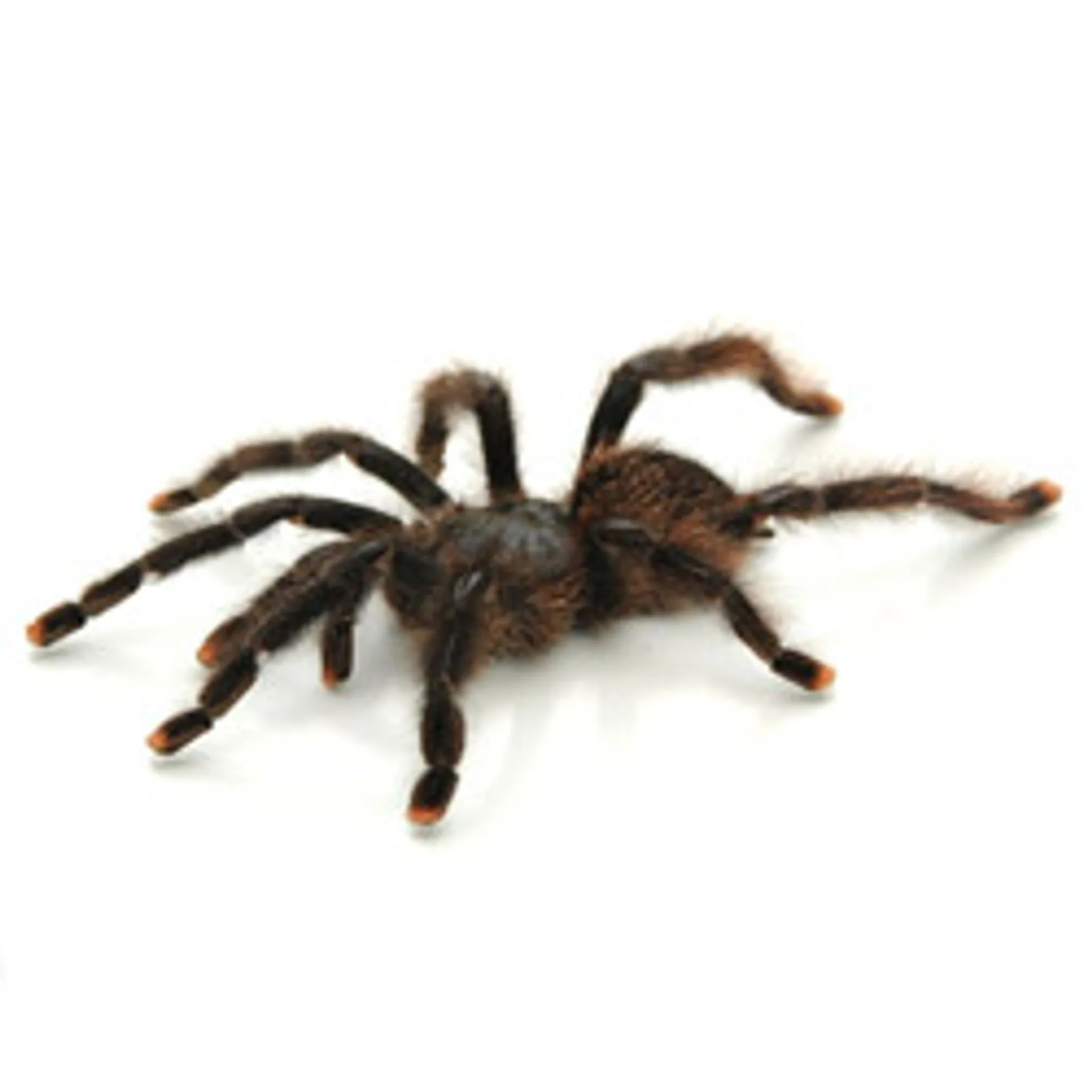15739 pink toe tarantula venom