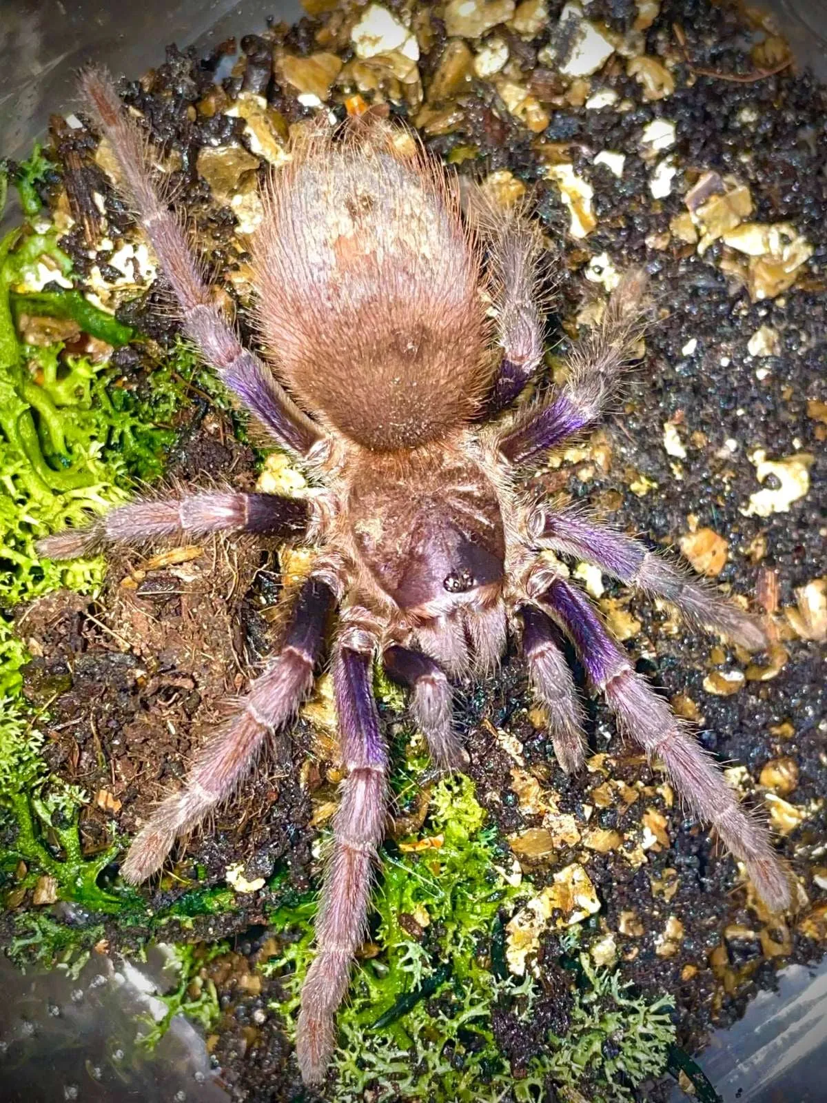 /img/15740-brazilian-blue-tarantula-adult.webp