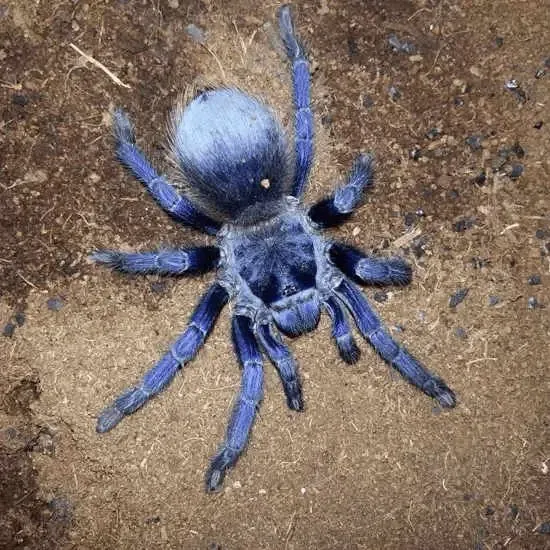 15740 brazilian blue tarantula feeding