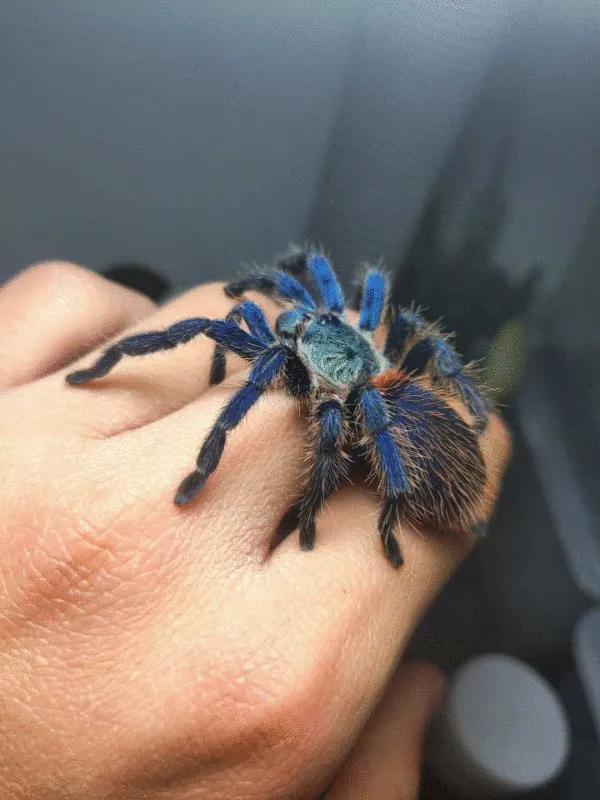 15740 brazilian blue tarantula molting