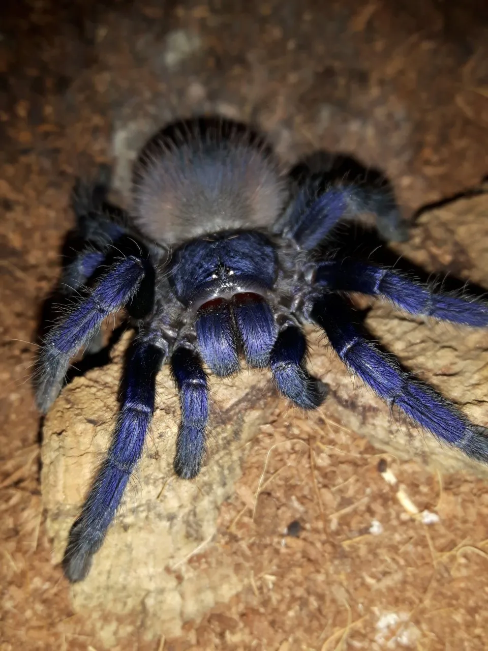 15740 brazilian blue tarantula overview