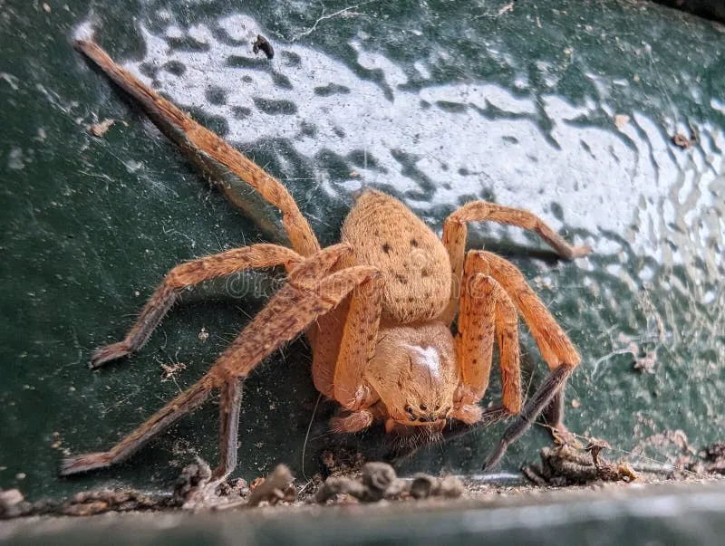 15741 male vs female tarantula