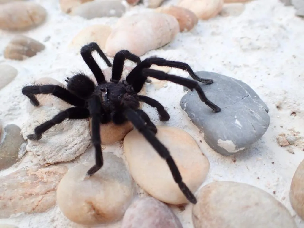 15741 tarantula feeding
