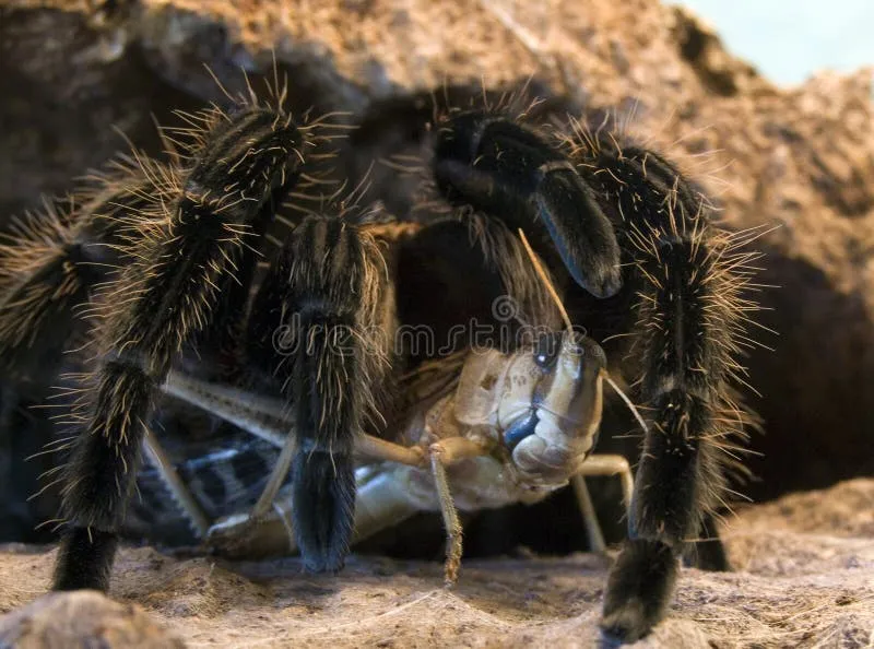 15741 tarantula molting
