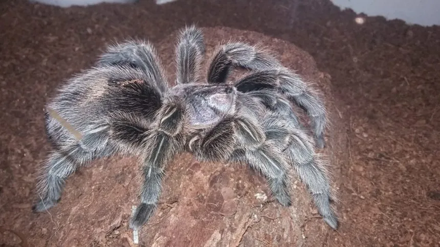 15742 chilean rose hair tarantula