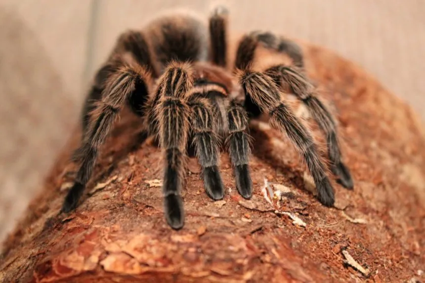 15742 mexican red knee tarantula