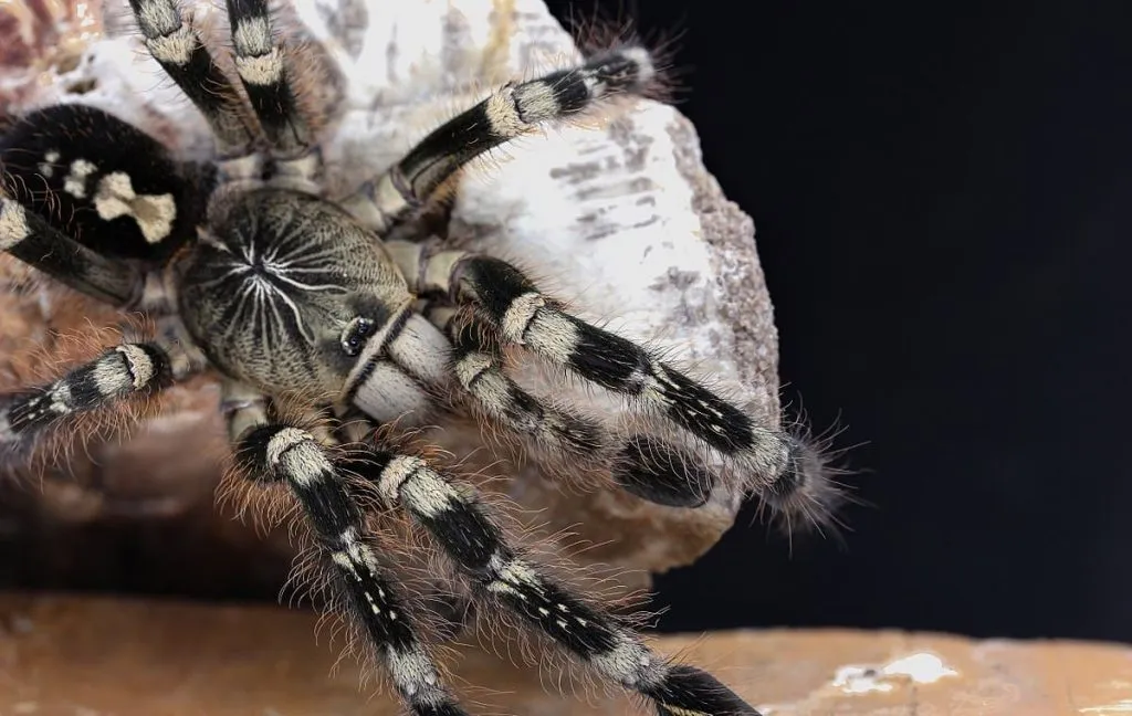15742 pink zebra beauty tarantula