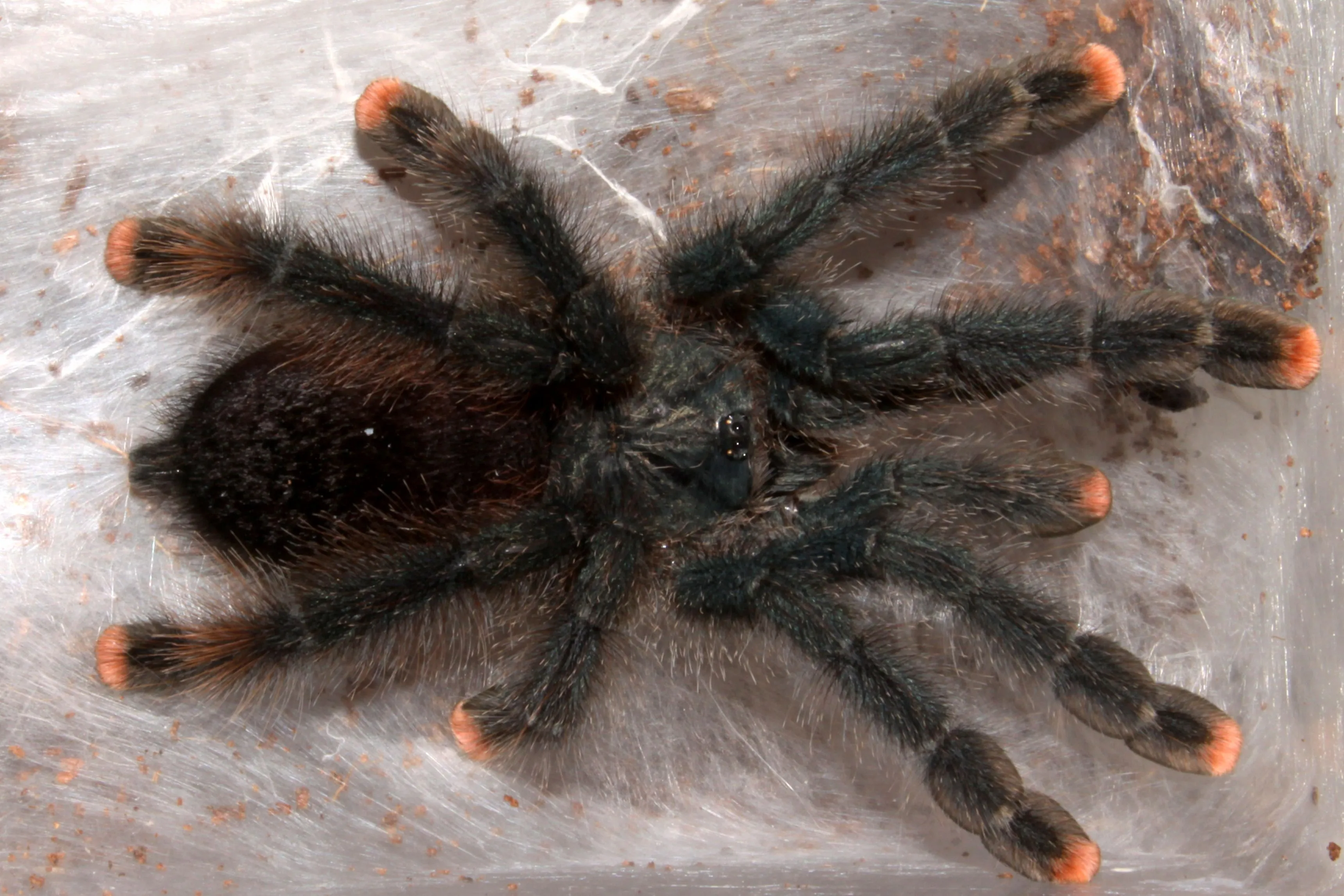 /img/15742-tarantula-handling.webp