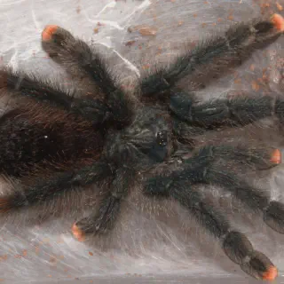 /img/15742-tarantula-handling.webp
