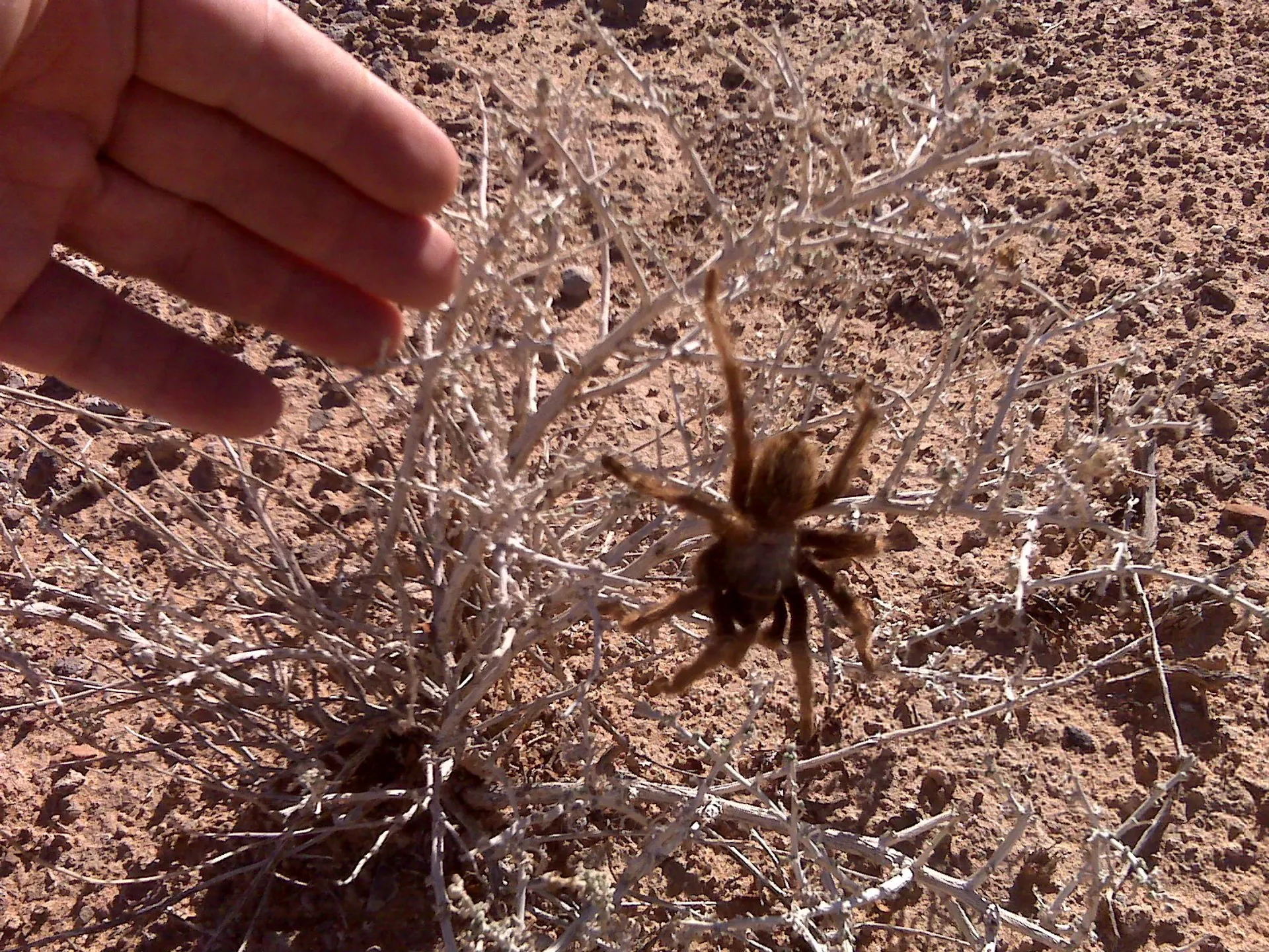 /img/15743-tarantula-habitat-respect.webp