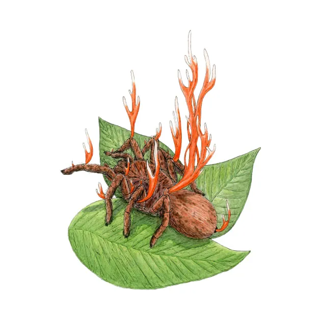 15744 cordyceps infecting tarantula