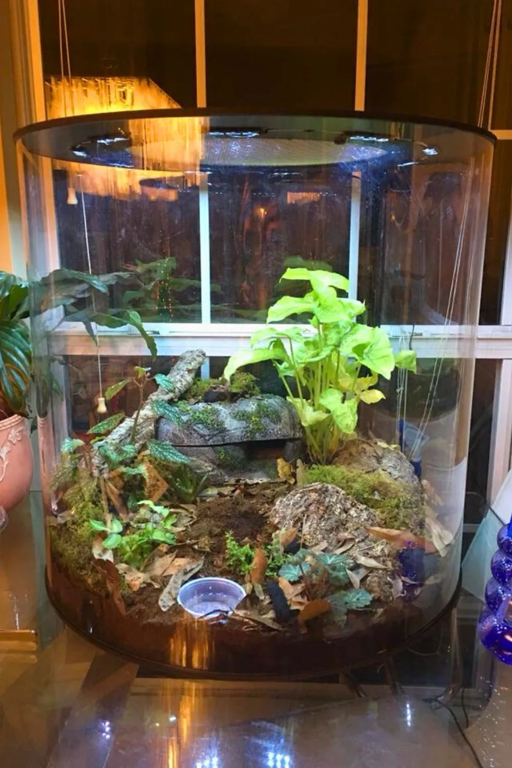 15745 glass tarantula enclosure