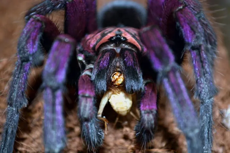 15746 peru purple tarantula feeding