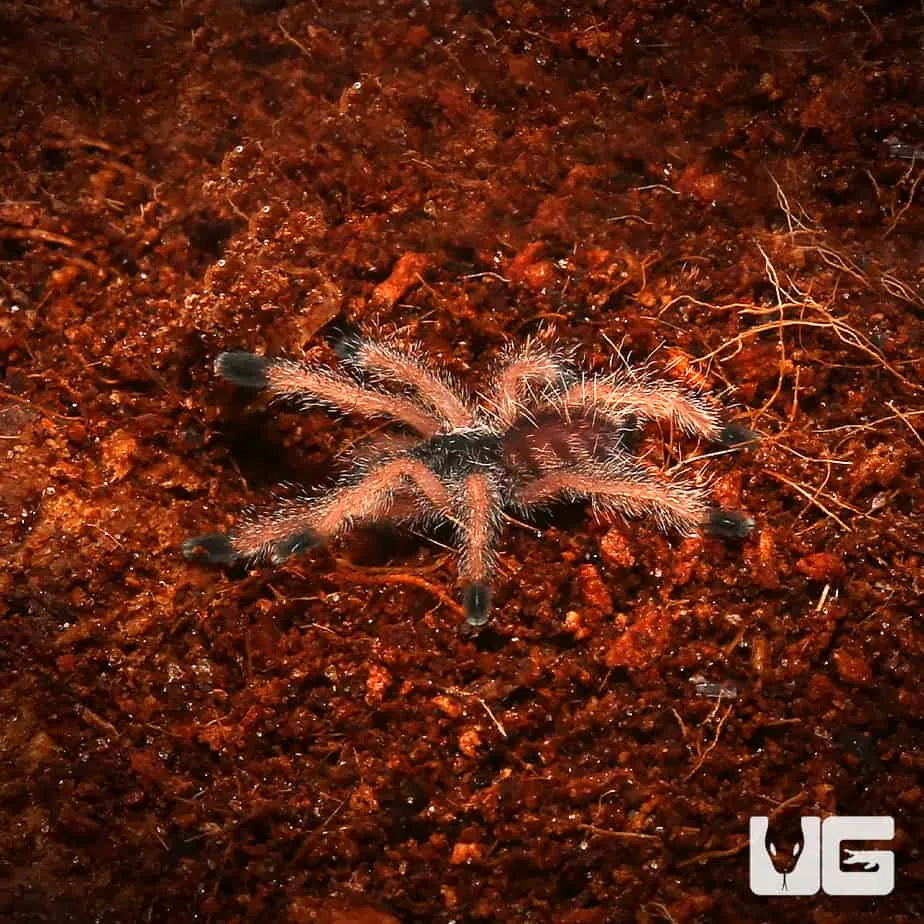 15746 peru purple tarantula habitat