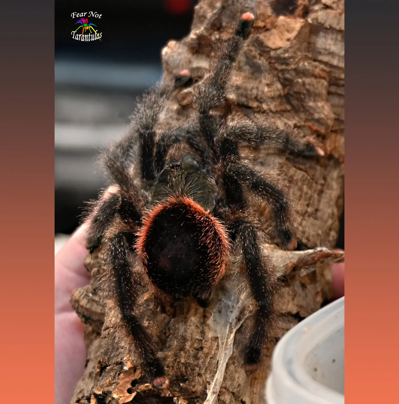 /img/15746-peru-purple-tarantula-reproduction.webp