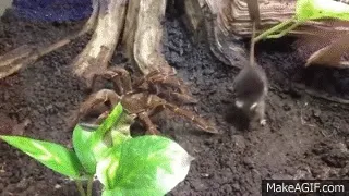 15747 goliath birdeater tarantula eating mouse