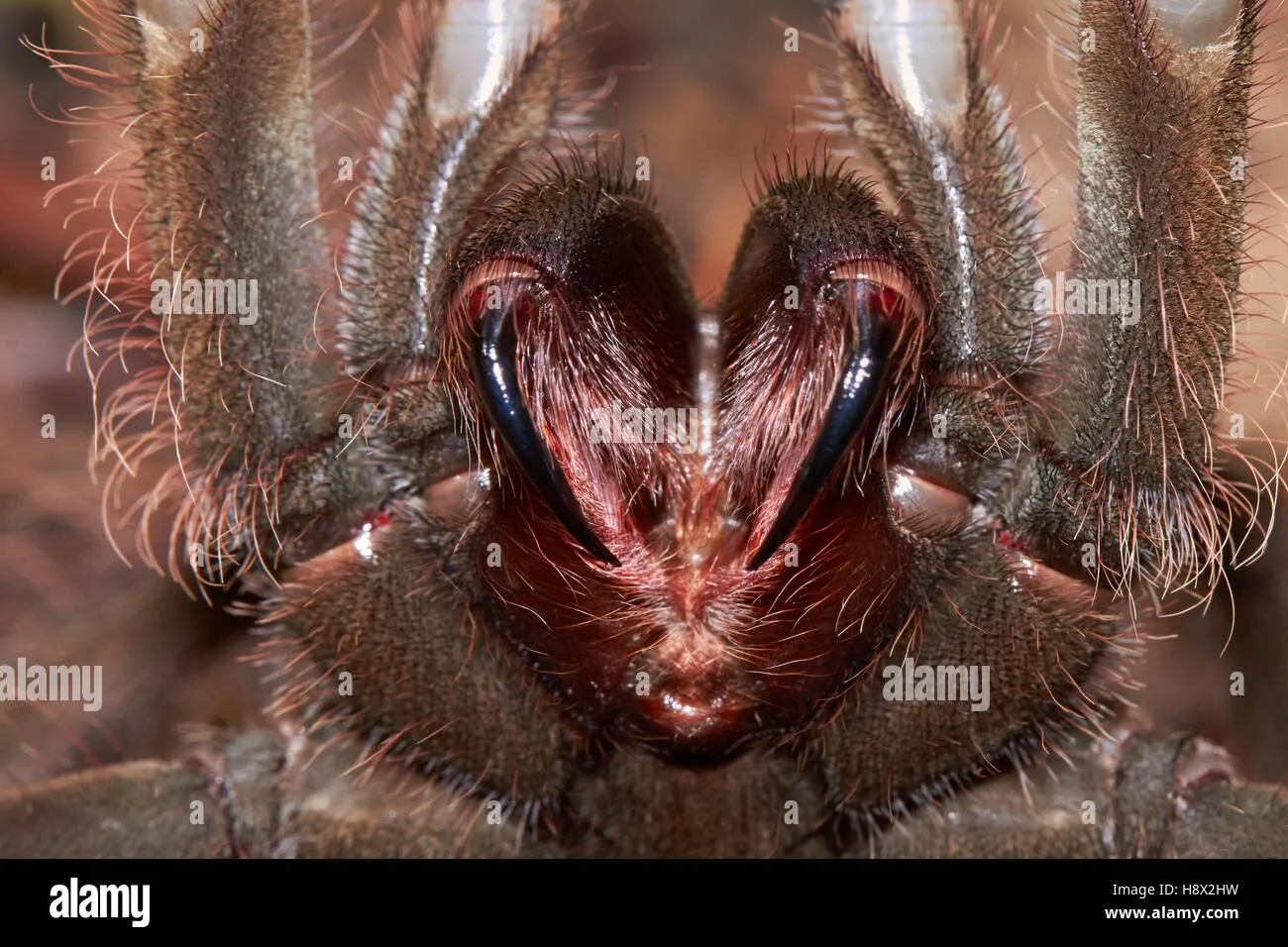 /img/15747-goliath-birdeater-tarantula-eating.webp