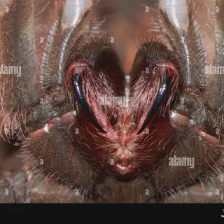 /img/15747-goliath-birdeater-tarantula-eating.webp