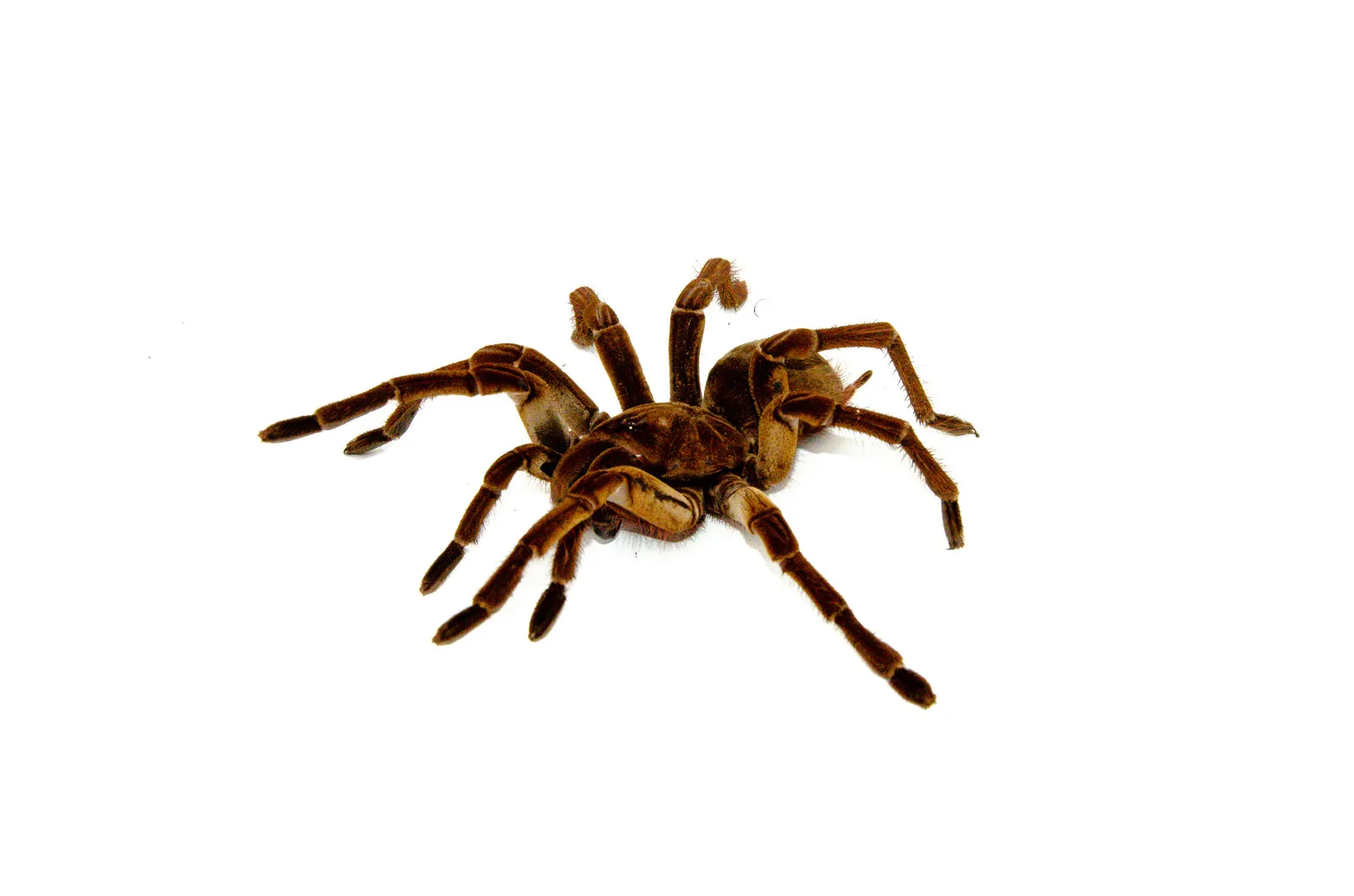 15747 goliath birdeater tarantula hunting