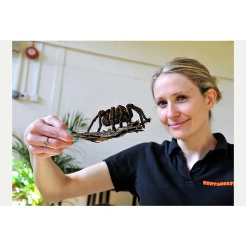 15747 thawing mouse for tarantula