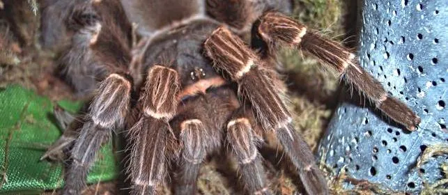 15748 bolivian orange bellied tarantula feeding