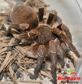15748 bolivian orange bellied tarantula health