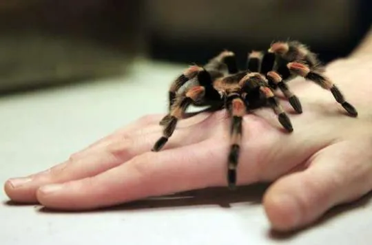 15749 inflammation pain