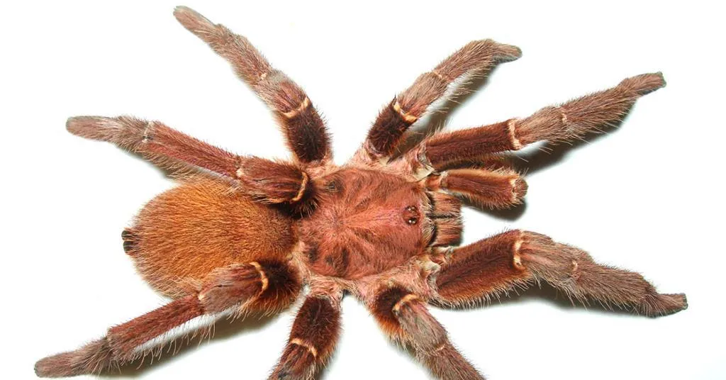 15749 opioid addiction