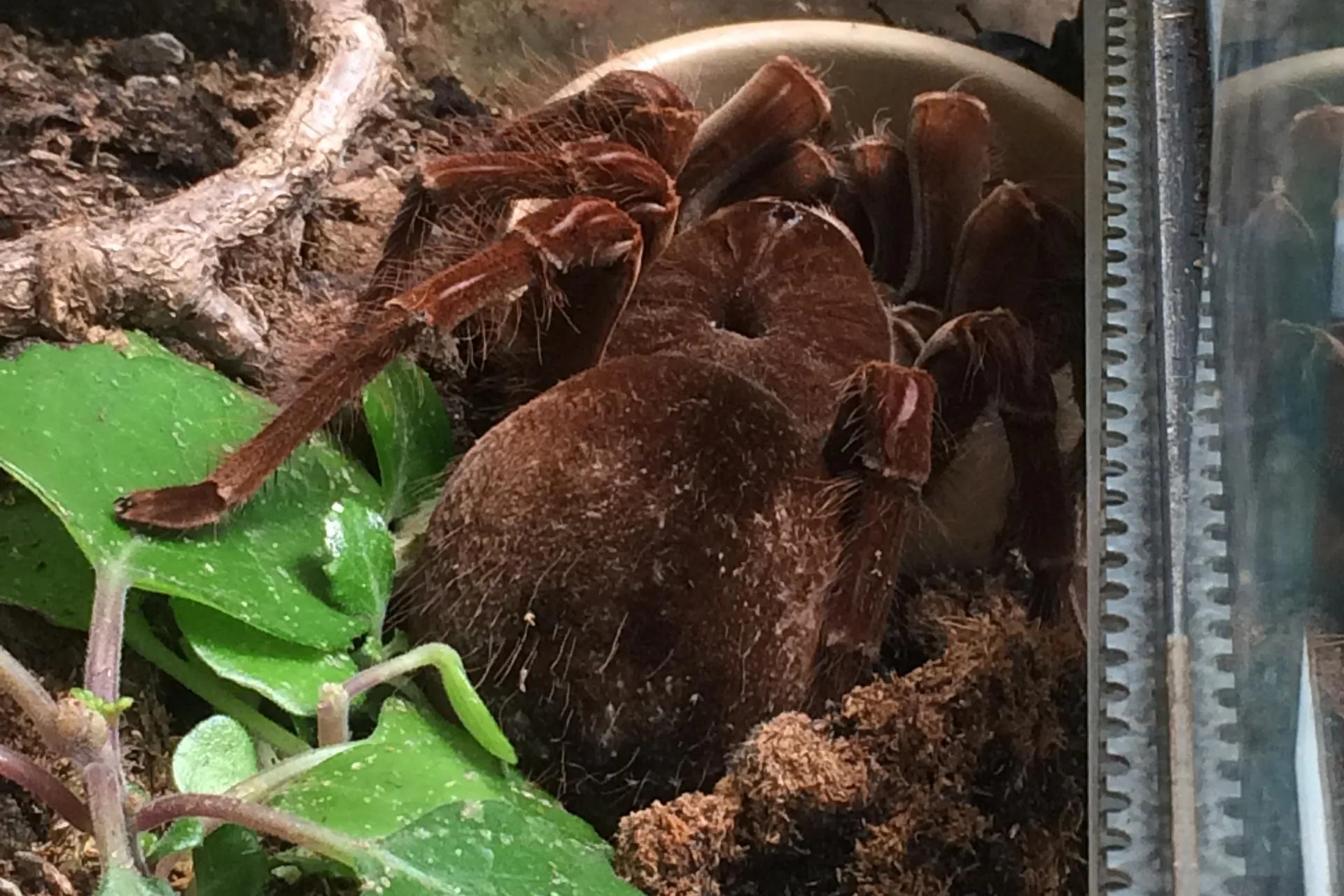 15749 tarantula venom research