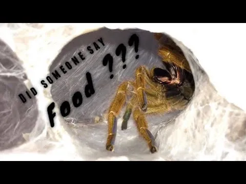 15753 tarantula helmet expert appraisal