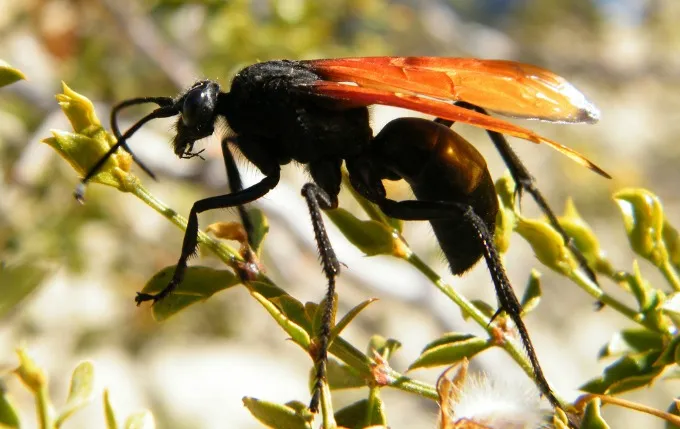15755 tarantula hawk feeding
