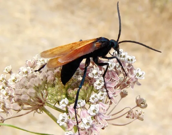 15755 tarantula hawk sting