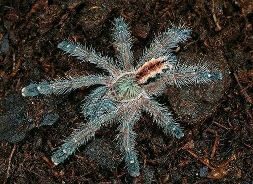 15756 brazilian blue tarantula humidity
