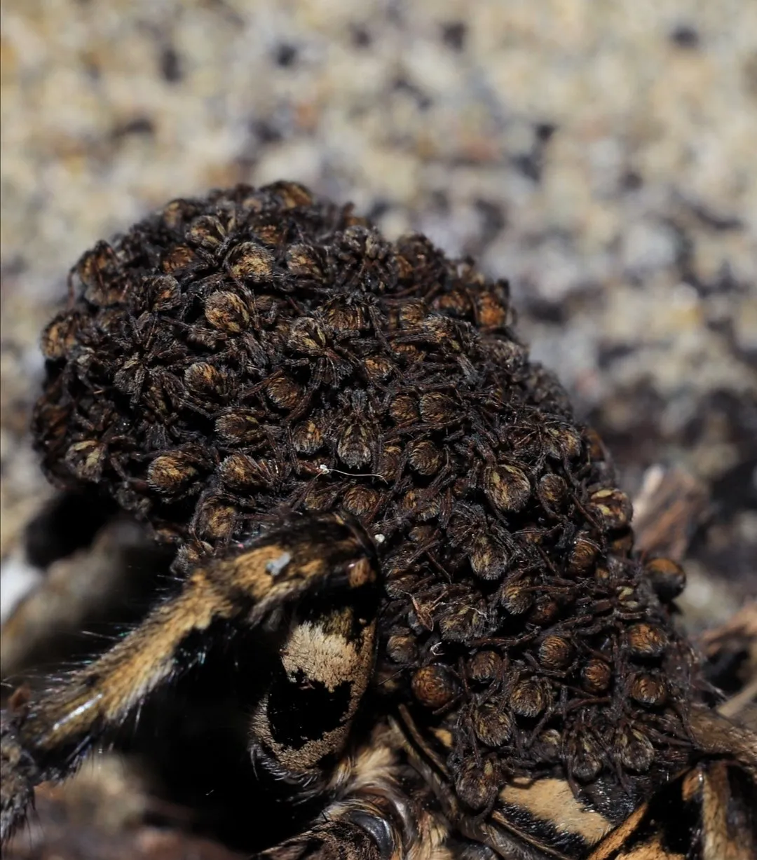 15756 brazilian blue tarantula sling overview