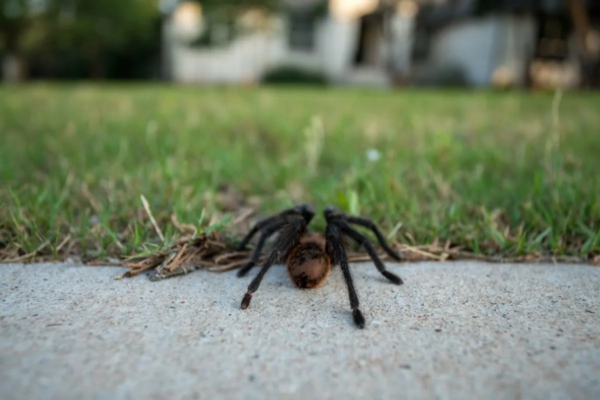 15757 tarantula jenis