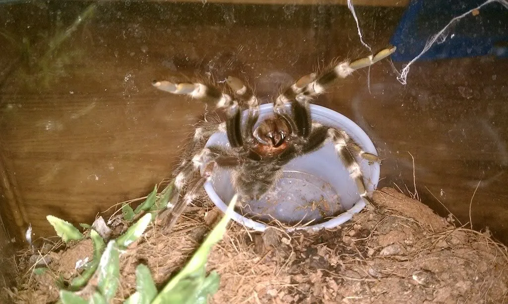 15757 tarantula masuk rumah 2